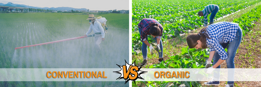 Mastering the Requirements for Organic Certification